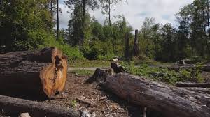 Best Commercial Tree Services  in Braddock, PA