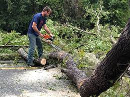 Best Tree Disease Treatment  in Braddock, PA