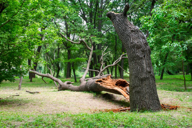 Best Tree Risk Assessment  in Braddock, PA