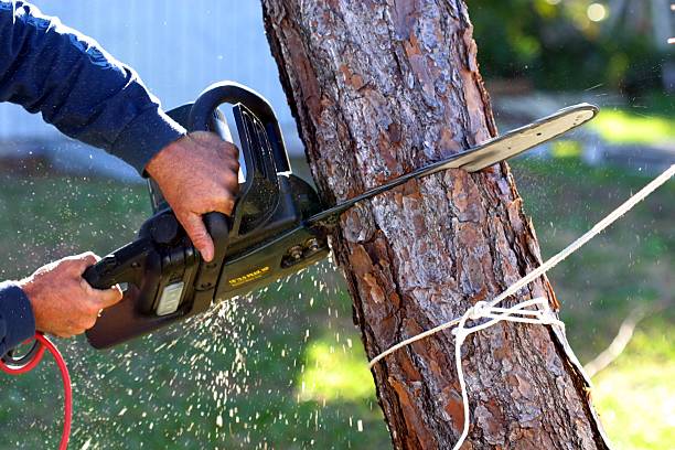 Best Storm Damage Tree Cleanup  in Braddock, PA
