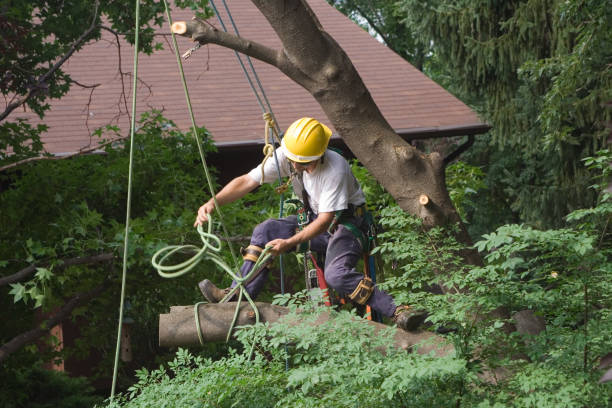 Best Soil Testing and Treatment  in Braddock, PA