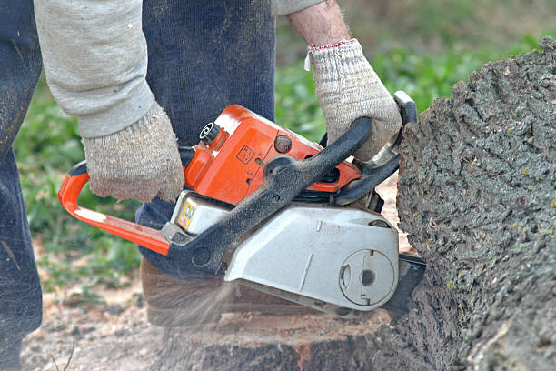Best Lawn Renovation and Restoration  in Braddock, PA