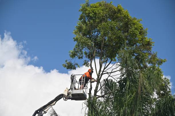 Best Fruit Tree Pruning  in Braddock, PA