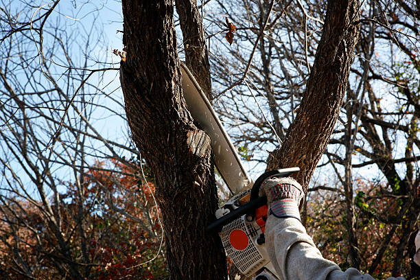 How Our Tree Care Process Works  in  Braddock, PA