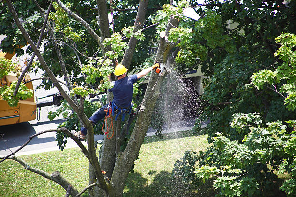Best Hazardous Tree Removal  in Braddock, PA