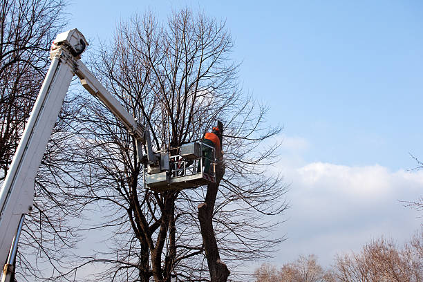 Trusted Braddock, PA Tree Care Experts