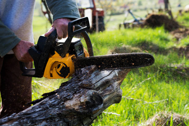 Best Weed Control  in Braddock, PA