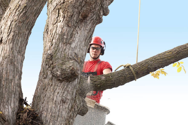 Best Lawn Pest Prevention  in Braddock, PA